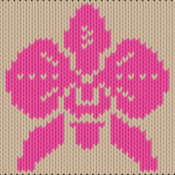 Moth Orchid