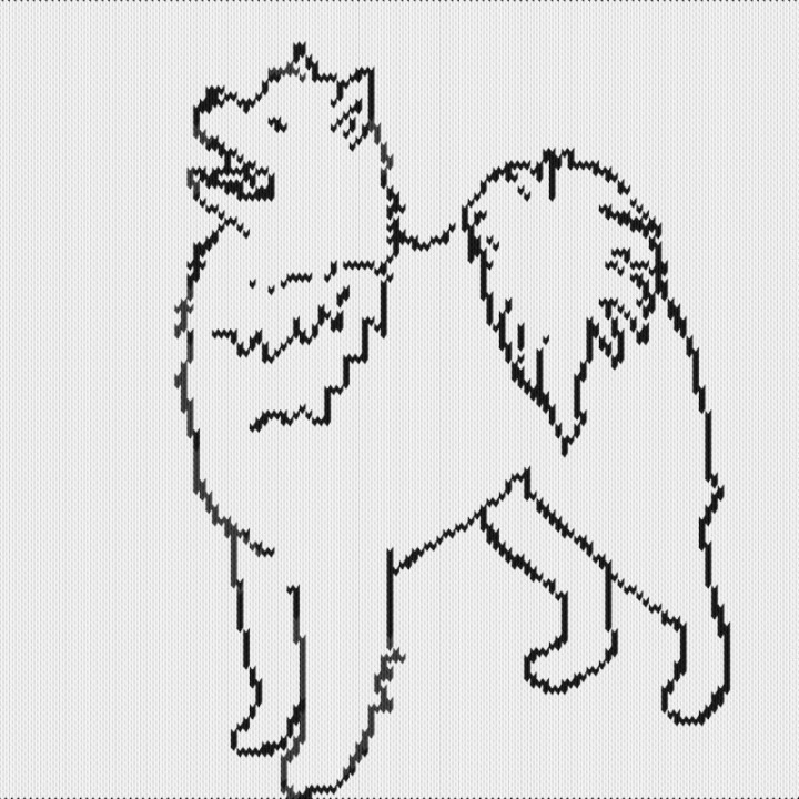 samoyed dog